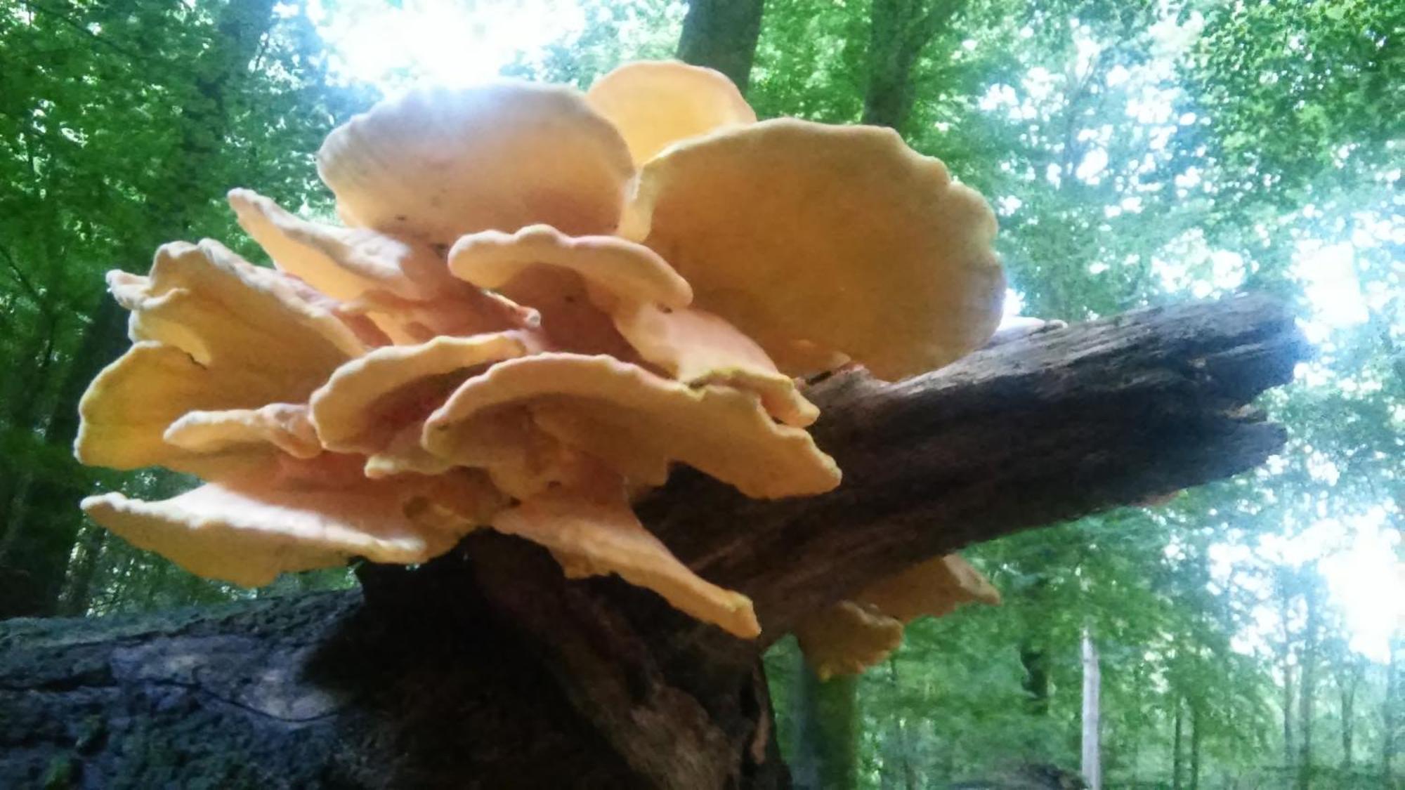 Poort Van De Veluwe Voorthuizen Esterno foto